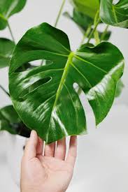 Image result for Monstera