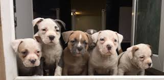 Satilik Pitbullar Home Facebook