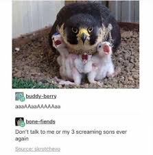 Birds Chirping In The Morning Meme Chirp Ful Memes For All The Bird Lovers Out There Animals Beautiful Cute Animals Pet Birds