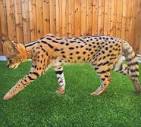 F1, F2, F3, F4, & F5 Savannah Cats for Sale by Kitten ...