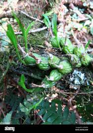 Image result for Polystachya ottoniana