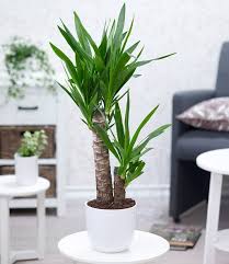 Yucca Palme Ca 60 Cm Hoch 1a Zimmerpflanzen Online Kaufen Baldur Garten In 2020 Zimmerblumen Zimmerpflanzen Pflanzen
