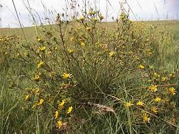 Image result for Geigeria burkei