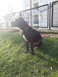 Tatlisa Bak Sen Bidik Kopek