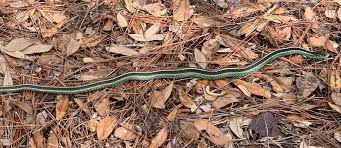 My child's favorite website is reptilesncritters.com. Steps 2020 The Florida Trail Journal Watch Your Steps Trail Journals Backpacking And Hiking Journals