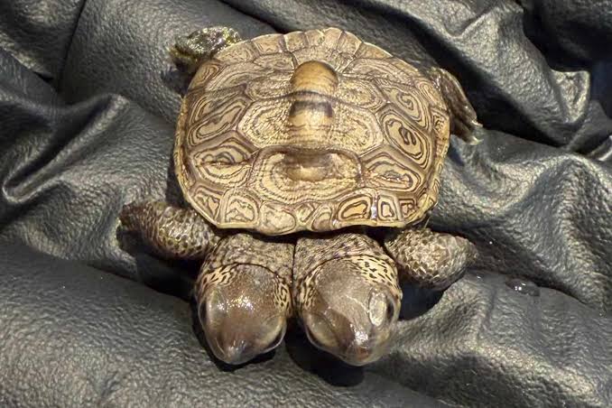 Rare Two-Headed Diamondback Baby Turtle Found in Cape Cod: Photo