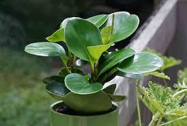 The plant peperomia can be propagated in many different ways. Peperomia Obtusifolia American Baby Rubber Plant Care And Growing Guide