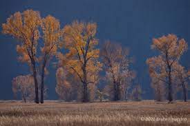More images for populus sect aigeiros » Populus Sect Aigeiros Archives Dream Catcher Images By Bruce Finocchio