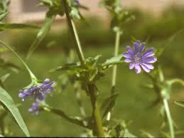 Image result for Lactuca glandulifera