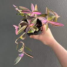 Image result for Tradescantia pallida