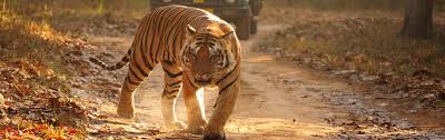 Its political complexity is explored in this movie. Kanha National Park Tiger Reserve Tourism Information Madhya Pradesh