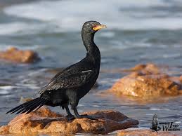 Crowned Cormorant South African Birds Cape Town South Africa Africa