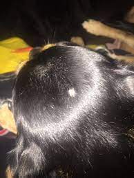 Dog skull bump on top. My Dog Has A Pea Size Hard Bump On Her Head That S The Only Part That Has No Hair And Seems To Bother Her When I Touch It Is It Petcoach