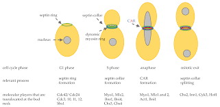 We are gradually updating these posts and will remove this disclaimer when this post is updated. Cells Free Full Text Cytokinesis In Eukaryotic Cells The Furrow Complexity At A Glance Html