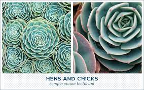 You'll also learn about different flowers & more! 20 Popular Types Of Succulents Ftd Com