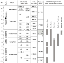 m iocene stratigraphy and biostratigraphy modified from a