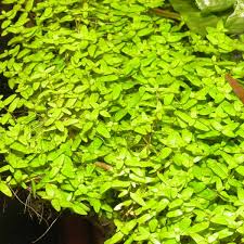 Image result for Elatine