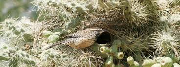 It's a cactus from the genus cylindropuntia or cholla cactus. Cactus Wren American Bird Conservancy