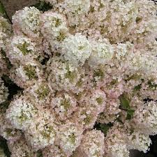 Image result for Julbernardia paniculata