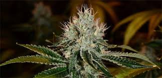 Triangle Kush Strain Growing Tips And Medical Effects Marijuana Guides