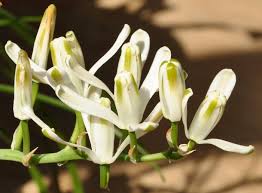 Image result for Albuca virens