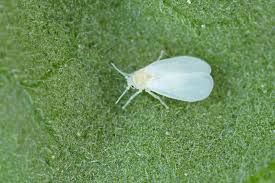 野菜の葉裏に寄生する白い虫 コナジラミの特徴と対策 畑は小さな大自然vol 70
