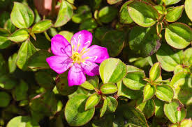 Image result for Heterotis rotundifolia