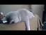 Woman Sleeping On Sofa