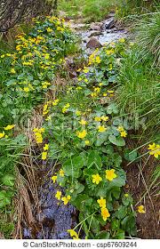 This plant technically doesn't have a bulb; Small Yellow Spring Flowers In The Mountains Vesennik Or Eranthis Hyemalis Near The River The First Spring Flowers Early Canstock