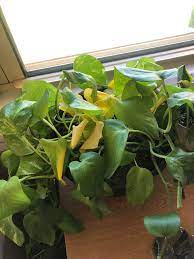 An outdoor pothos develops limp, shriveled leaves after freezing temperatures. Help I Ve Had This Plant For About 3 Months I Believe It S A Pothos And Recently The Leaves Have Begun Turning Yellow The Ones That Aren T Yellow Are Very Limp I Haven T