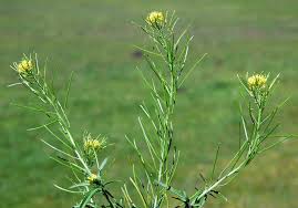 Image result for Sisymbrium burchellii