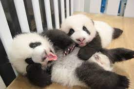 Ambassador Panda Of China Which One Do You Like Best Cute Baby Animals Panda Bear Cute Animals