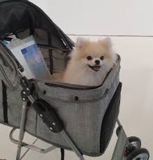 Man's best friend has a funny way of communicating sometimes, but almost everything your dog does has meaning. Twice S Pets Name And Breed Nayeon Twice Once Pinas Facebook