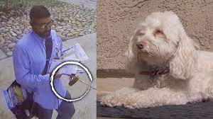 Postal Worker Caught Apparently Spraying Dog Youtube