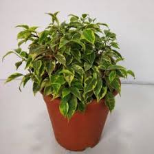 Ficus ( or) is a genus of about 850 species of woody trees, shrubs, vines, epiphytes and hemiepiphytes in the family moraceae. Ficus Archives Nursery Buy