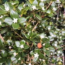 Image result for Alyxia ruscifolia