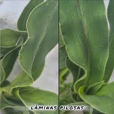 Image result for Urochloa panicoides