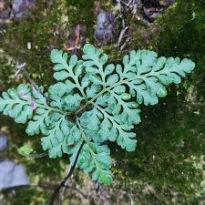 Image result for Cheilanthes