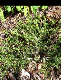 Image result for Crossopetalum