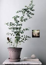 Eucalyptus Growing Indoors Plants Growing Indoors Easy Garden