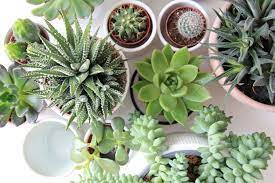 Succulents remove toxins from the air. The Best Fertilizers For Your Succulent Plants