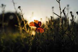 Discover the best free photos from flickr. 50 Best Photographs Of The Week On 121 Clicks Flickr Group 121clicks Com