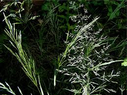 Image result for Agrostis continuata