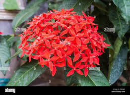Image result for Ixora sp. A