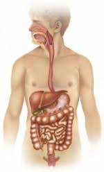 How Celiac Disease Affects The Digestive System Biology Online