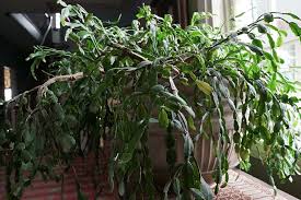 Christmas cactus (schlumbergera spp.) is a flowering succulent that. The Wylie House S Christmas Cactus Is Over A Century Of Living History The Inbox A Closer Look At Indiana Indiana Public Media