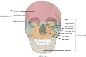 Anatomy of neck and shoulder stock illustrations Human Axial Skeleton Biology For Majors Ii