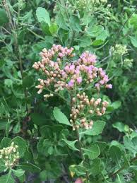 Image result for Pluchea