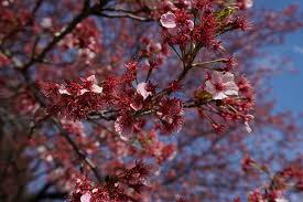 Flor De Cerejeira Sakura Japao Foto Gratuita No Pixabay