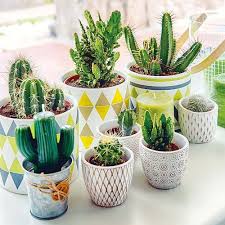 Recurrir a los cactus y suculentas para decorar tu hogar, tu lugar de trabajo o un espacio al aire libre es una idea muy atractiva. Ideas Espectaculares Para Decorar Con Cactus